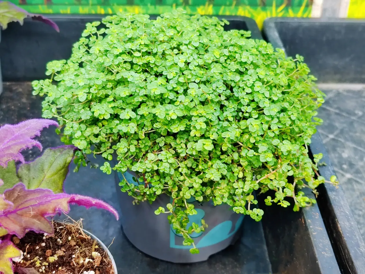 Zdjęcie Plantas que no necesitan sol directo: el secreto para un jardín en sombra