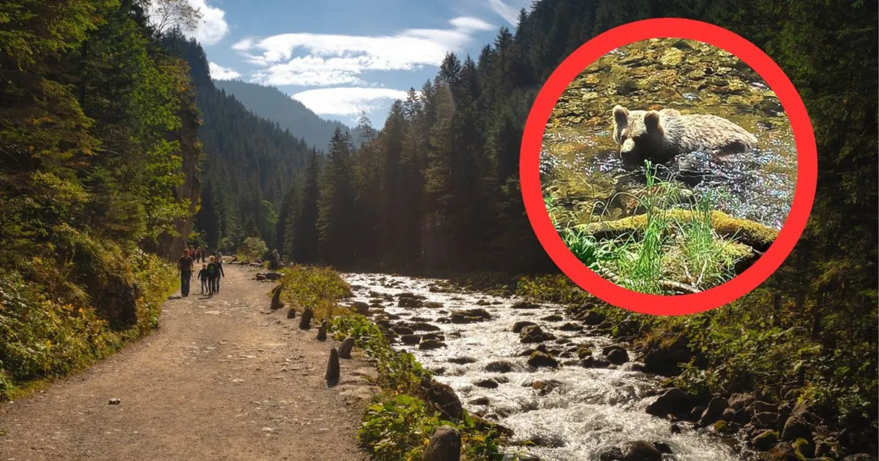 Zdjęcie Jak bezpiecznie spotkać niedźwiedzie w Dolinie Kościeliskiej: kompletny poradnik