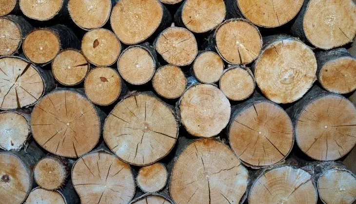 Zdjęcie Jak długo schnie brzoza do kominka? Odkryj sekrety szybkiego suszenia