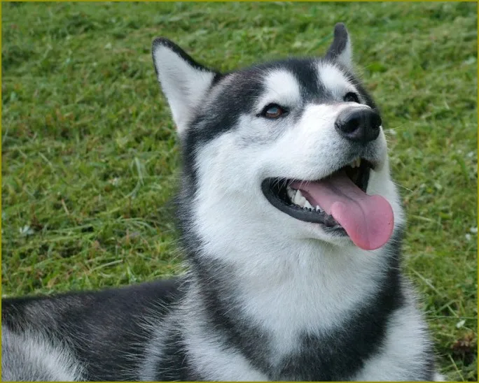 Zdjęcie Jak wychować husky - skuteczne metody i najczęstsze wyzwania