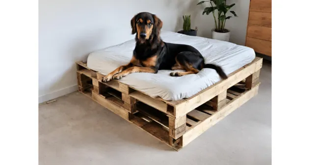 Zdjęcie Jak zrobić drewniane legowisko dla psa – prosty poradnik krok po kroku