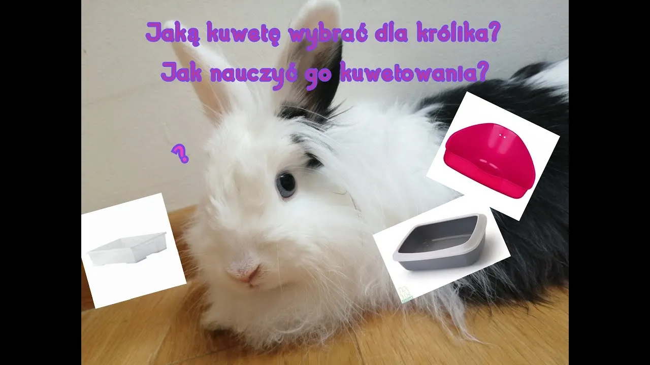 Zdjęcie Jak zrobić kuwetę dla królika - proste sposoby na wygodę pupila