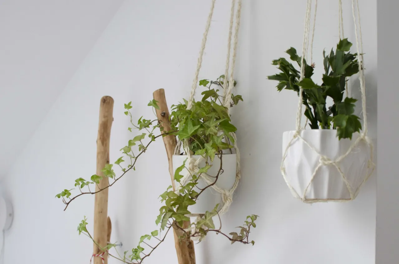 Zdjęcie Jak zrobić wiszący kwietnik ze sznurka: prosty tutorial DIY