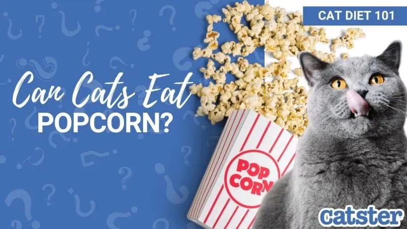 Zdjęcie Czy koty mogą jeść popcorn? Poznaj zagrożenia i lepsze przekąski