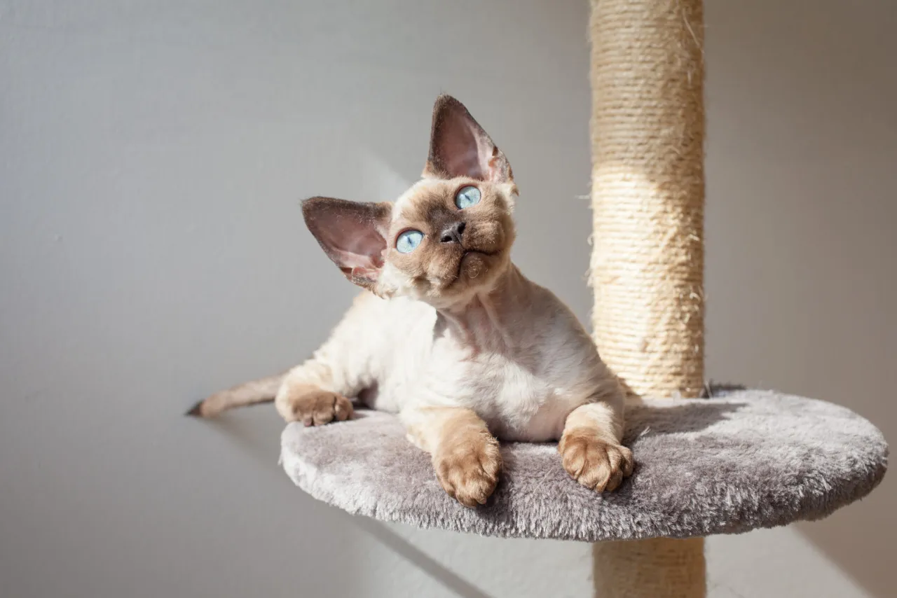 Zdjęcie Ile kosztuje Devon Rex? Zrozum finansowe zobowiązania związane z jego zakupem