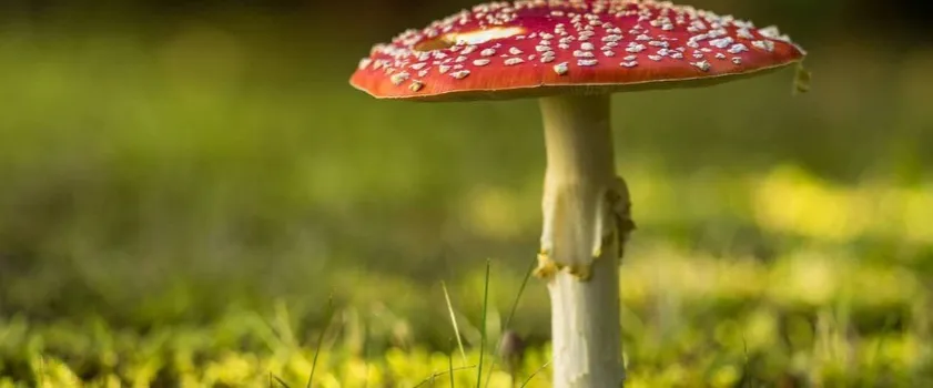 Zdjęcie Zatrucia grzybami: objawy, pierwsza pomoc i jak uniknąć zagrożenia