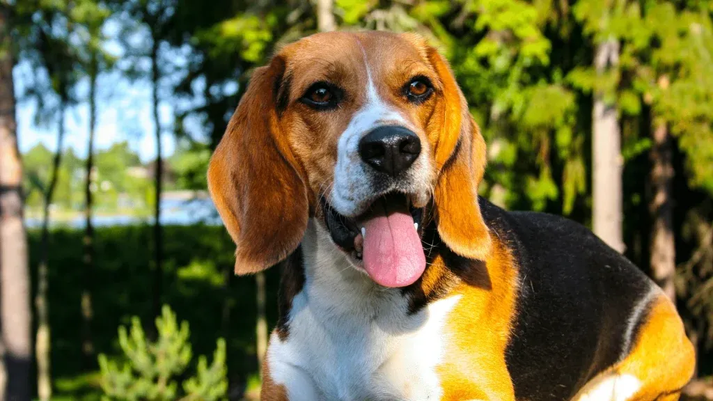Zdjęcie Jak wytresować beagle: skuteczne metody i triki dla właścicieli