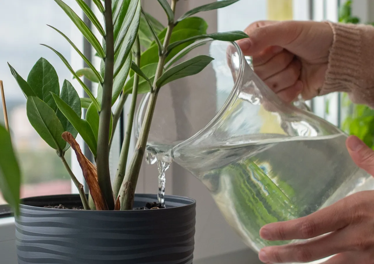 Zdjęcie Domowe sposoby na kwiaty rosnące jak szalone - sprawdź!