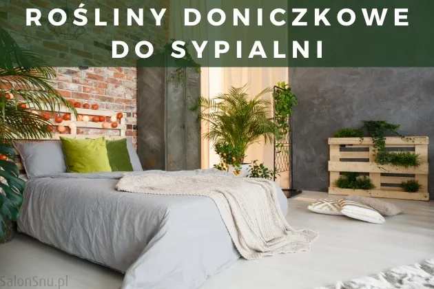 Zdjęcie Czy skrzydłokwiat może stać w sypialni? Sprawdź, co musisz wiedzieć