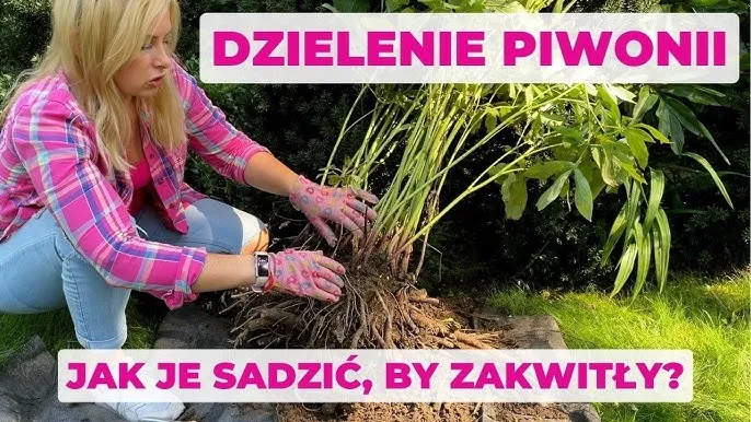 Zdjęcie Jak sadzić piwonie, aby uniknąć najczęstszych błędów w ogrodzie