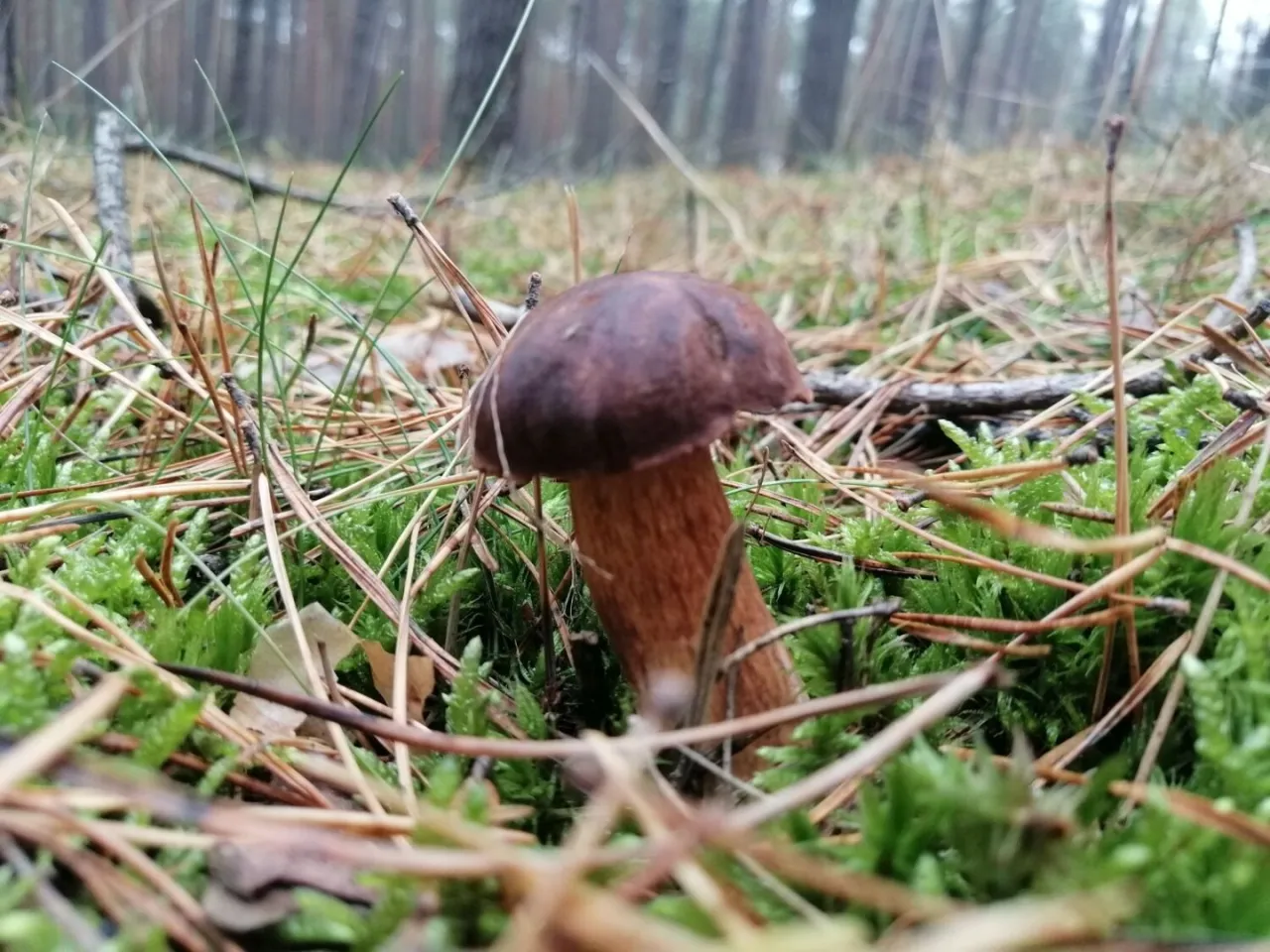 Zdjęcie Gdzie na grzyby Kołobrzeg? Odkryj najlepsze miejsca na zbieranie grzybów