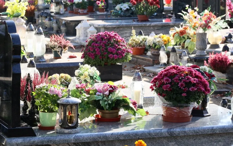 Zdjęcie Jak dojechać na cmentarz osobowicki we Wrocławiu bez stresu?