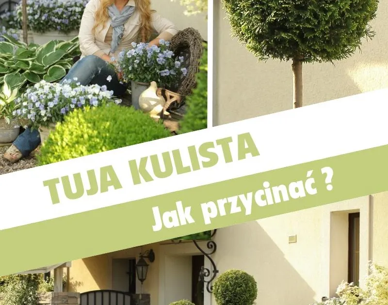 Zdjęcie Kiedy przycinać tuje kuliste, aby uniknąć błędów w pielęgnacji