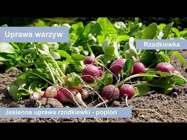 Zdjęcie Kiedy jest sezon na rzodkiewki? Poznaj najlepsze terminy siewu i zbioru