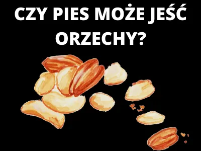 Zdjęcie Czy pies może jeść orzechy pekan? Poznaj fakty i zagrożenia