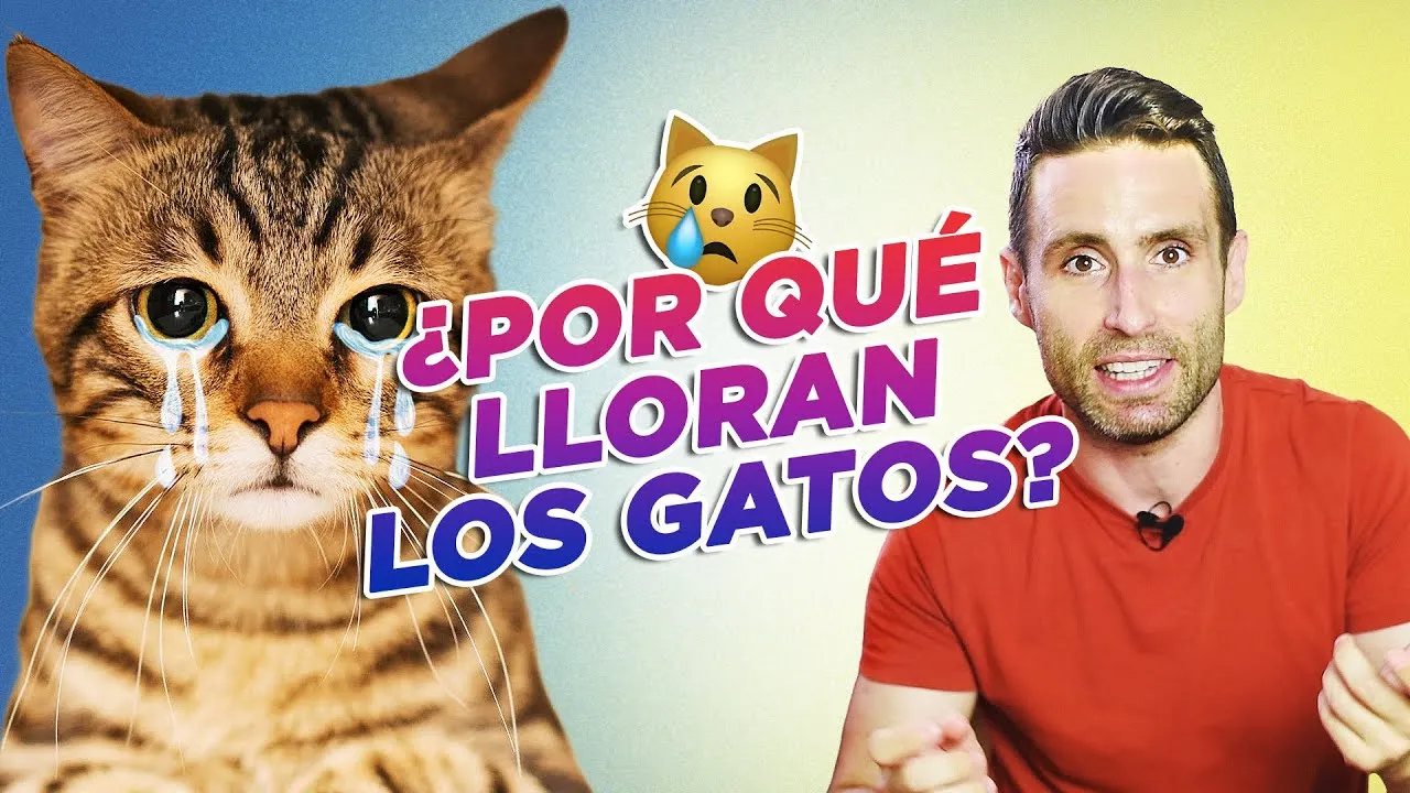 Zdjęcie ¿Por qué lloran los gatos? Entiende su llanto y lo que significa