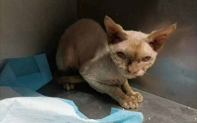 Zdjęcie Devon Rex w schronisku: jak pomóc kotom w potrzebie?