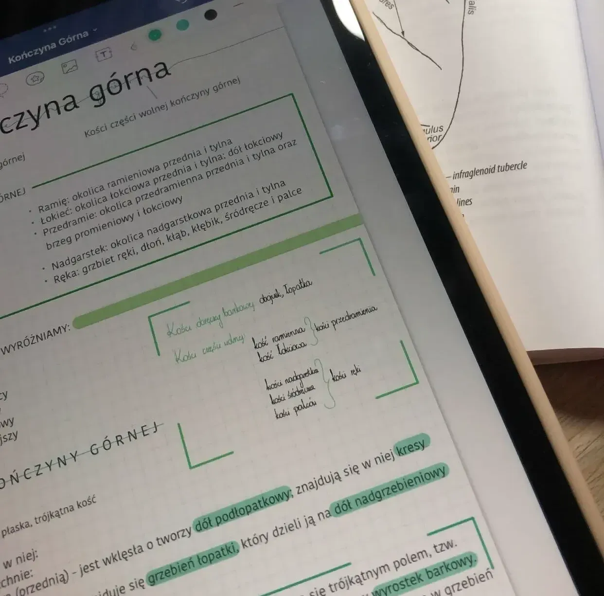 Zdjęcie Jak uczyć się anatomii? Skuteczne metody i narzędzia dla studentów