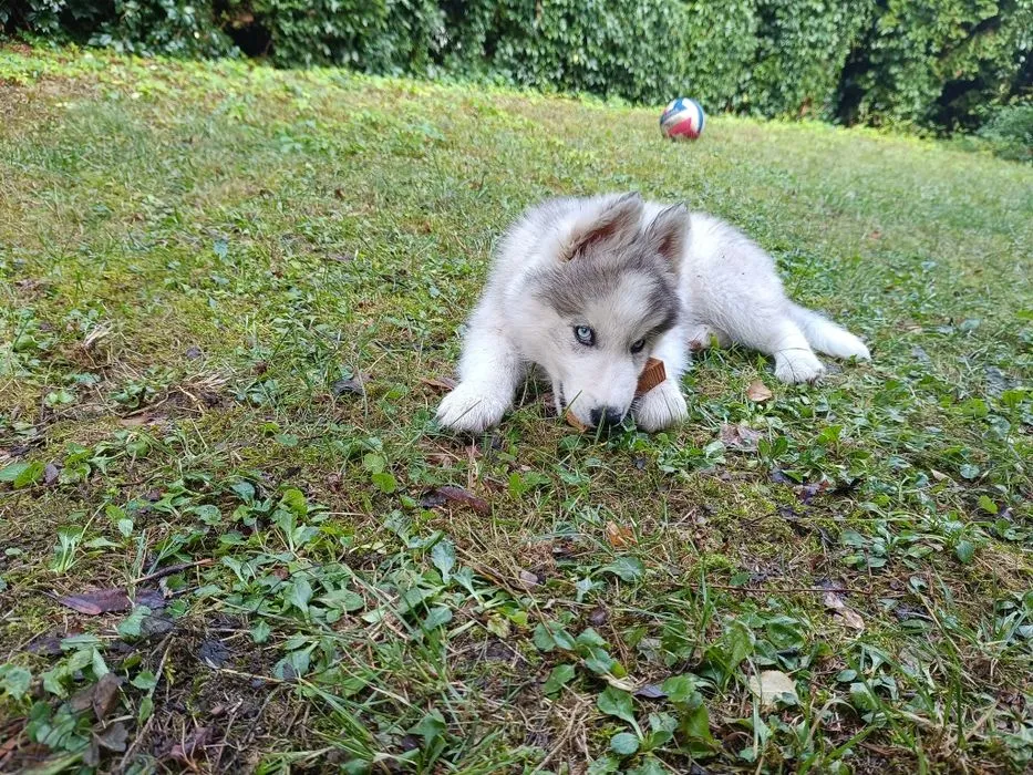 Zdjęcie Ile naprawdę kosztuje husky z rodowodem? Sprawdź, jak uniknąć przepłacania!