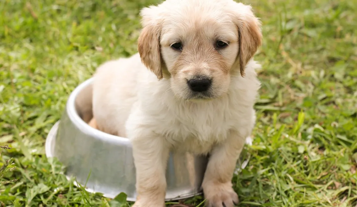Zdjęcie Ile karmy dla szczeniaka labradora? Poznaj dokładne dawki