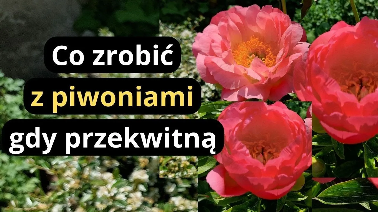 Zdjęcie Kiedy jest sezon na peonie? Odkryj, kiedy kwitną w Polsce