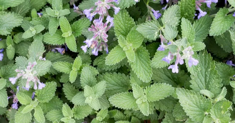 Zdjęcie Czy kocimiętka kwitnie w pierwszym roku? Oto co musisz wiedzieć