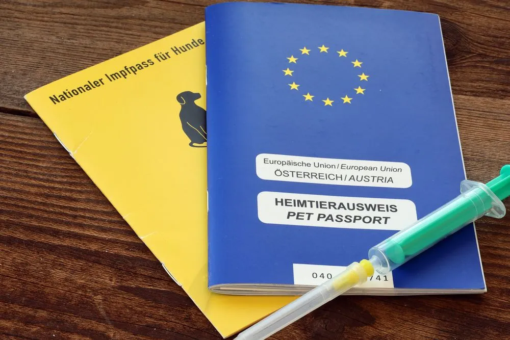 Zdjęcie Ile czeka się na paszport dla psa? Poznaj kluczowe informacje