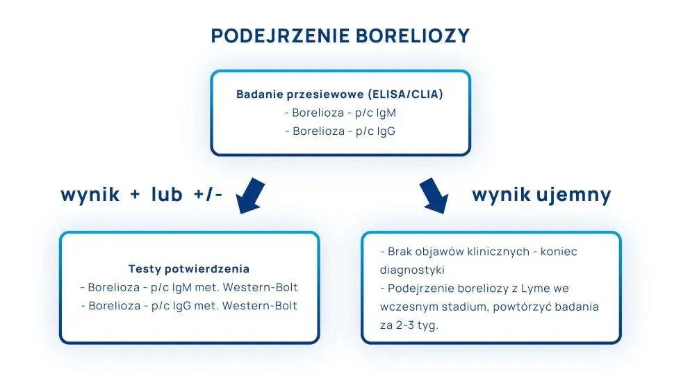 Zdjęcie Jakie badania na boreliozę? Kluczowe testy, które musisz znać