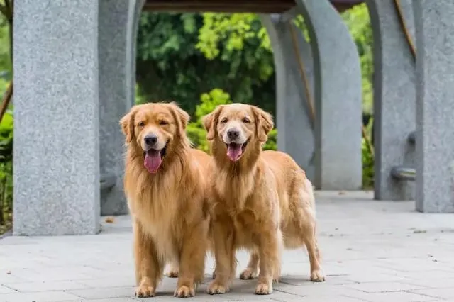 Zdjęcie Różnice między golden retriever pies a suczka - co warto wiedzieć?