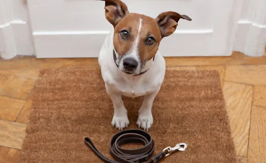 Zdjęcie Cómo adiestrar a un perro: técnicas efectivas para lograrlo sin frustración