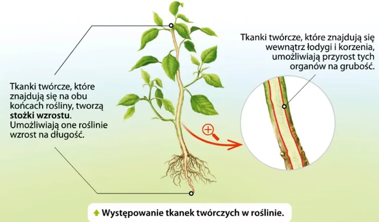 Zdjęcie Stożek wzrostu korzenia: Wygląd, funkcje i znaczenie w rozwoju roślin