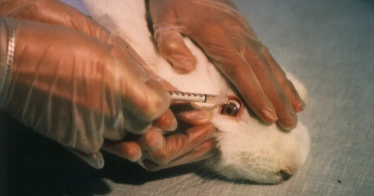 Zdjęcie Kosmetik mit Tierversuche: Die versteckten Risiken und Alternativen