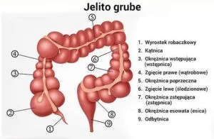 Zdjęcie Jak boli jelito grube? Poznaj przyczyny i objawy bólu jelit
