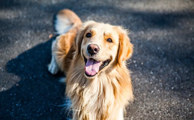 Zdjęcie Ile kosztuje golden retriever z hodowli? Sprawdź, zanim kupisz!