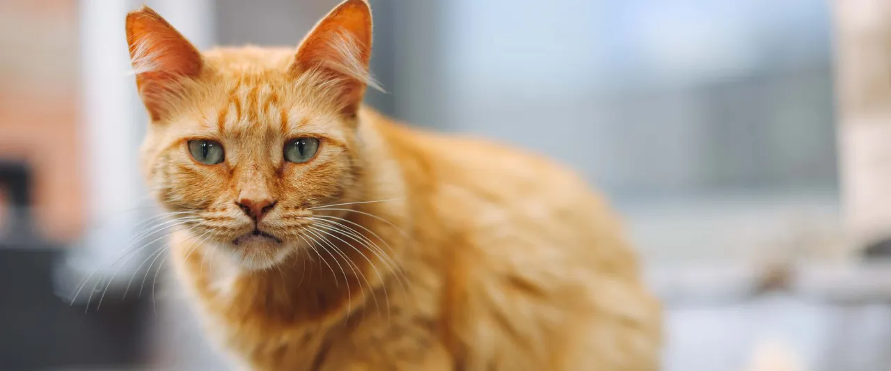 Zdjęcie Nagła śmierć kota objawy – jak je rozpoznać i uratować pupila