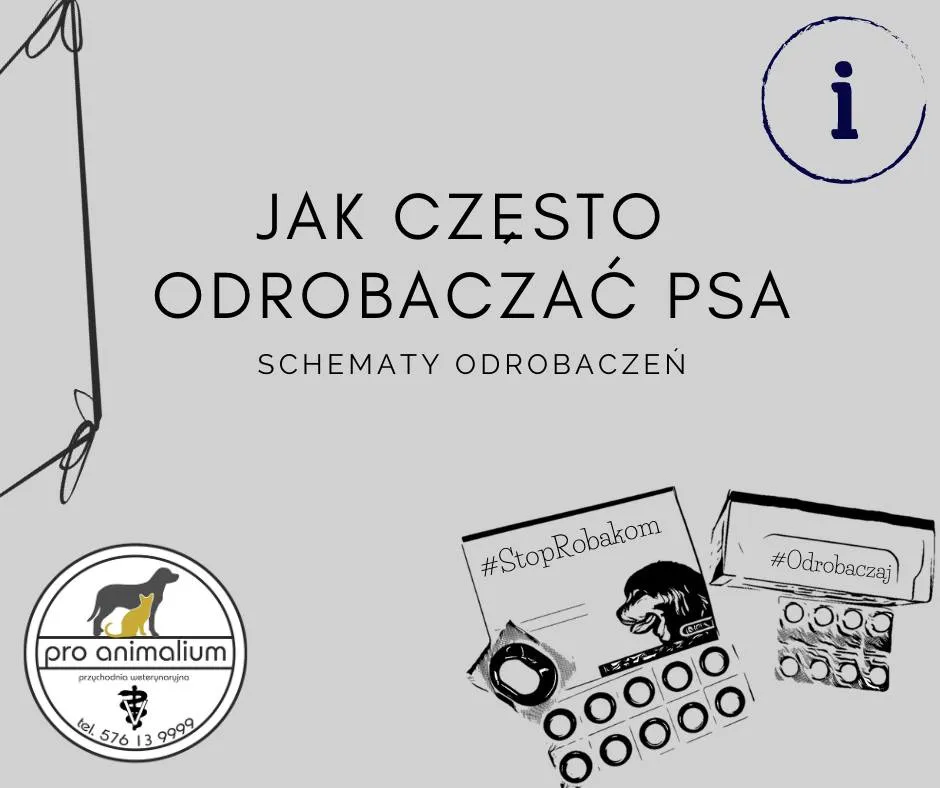 Zdjęcie Co ile odrobaczać psa: częstotliwość i schemat dla pupila