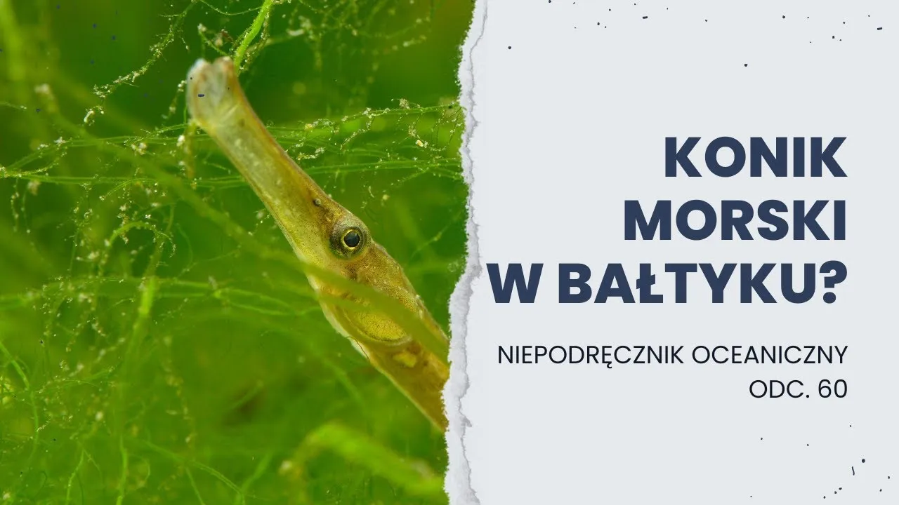 Zdjęcie Czy koniki morskie żyją w Bałtyku? Oto zaskakujące fakty o ich braku