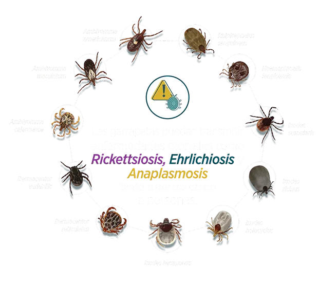 Zdjęcie ¿A qué grupo pertenece la garrapata? Conoce su sorprendente clasificación