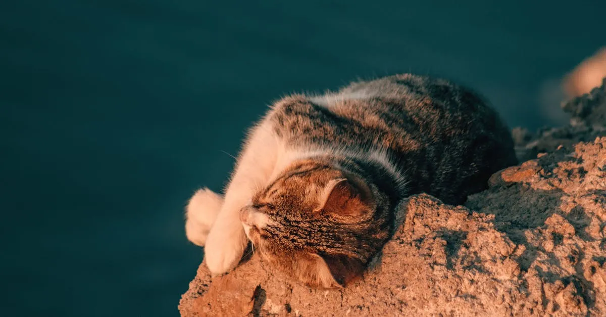 Zdjęcie Gdzie obejrzeć powtórki Love Island? Najlepsze odcinki online