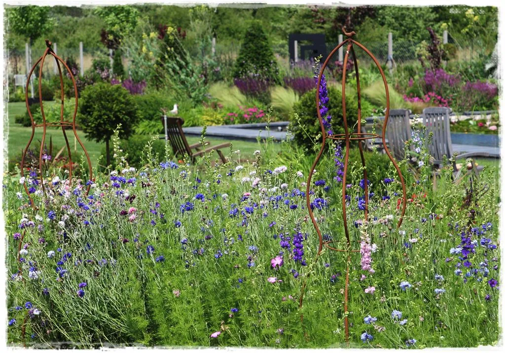 Zdjęcie Łąka Kwietna Krok po Kroku: Siew i Pielęgnacja