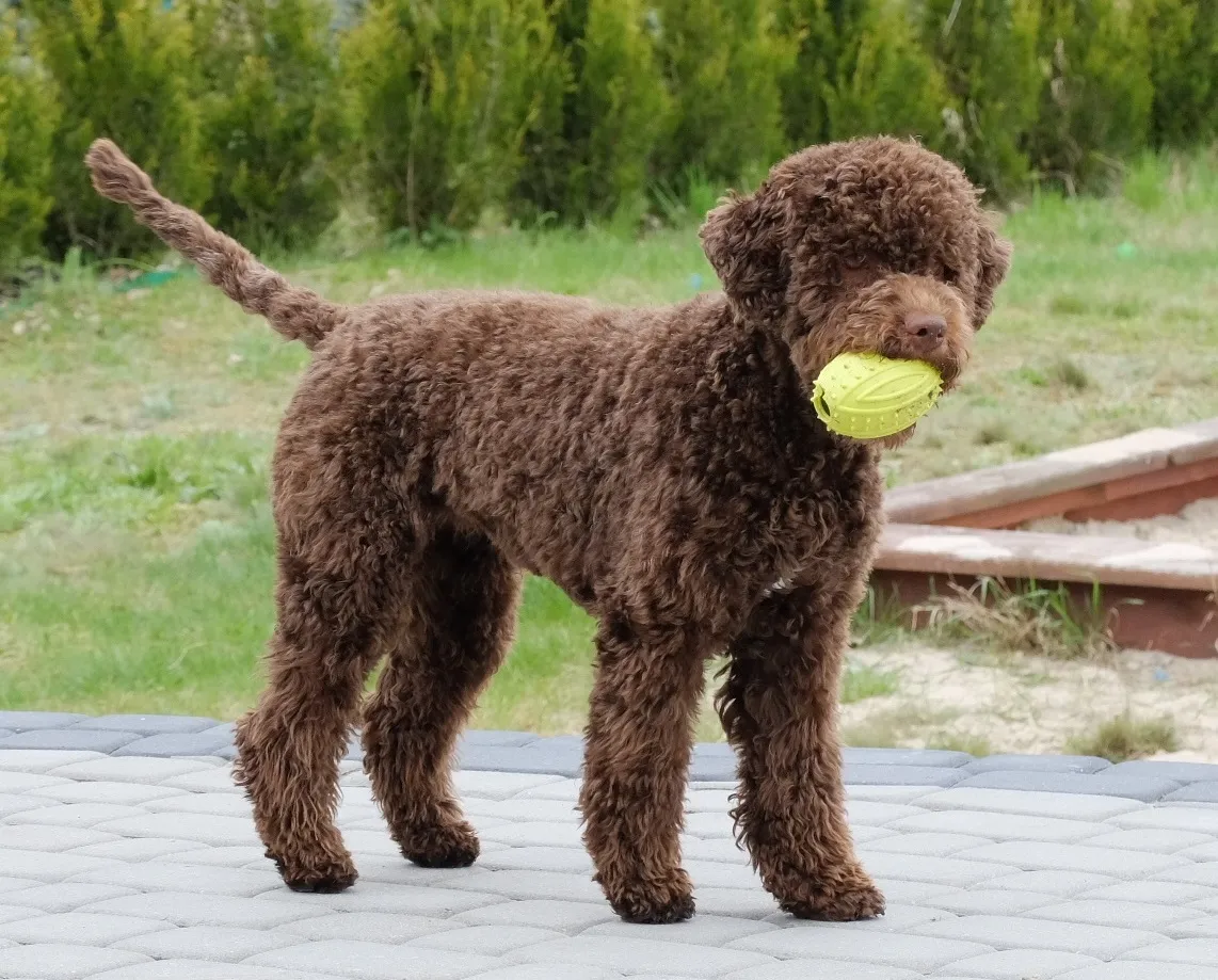 Zdjęcie Najlepsze hodowle lagotto romagnolo w Polsce - kompletna lista i ceny