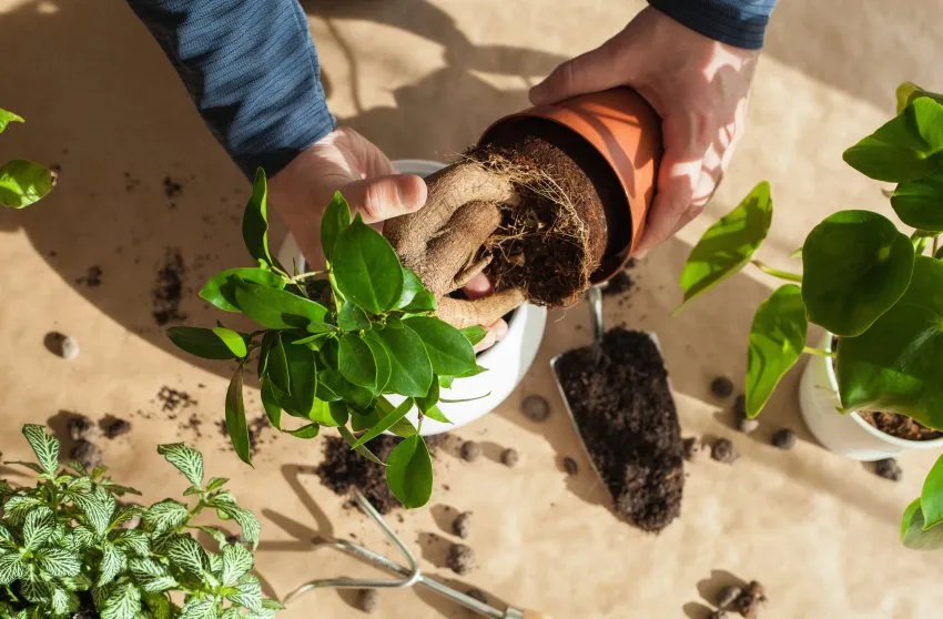 Zdjęcie Kiedy przesadzić kwiaty? Poznaj idealny czas i sygnały