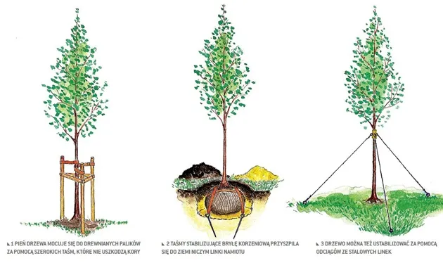 Zdjęcie Jak skutecznie używać kotew do sadu, aby chronić drzewa i krzewy