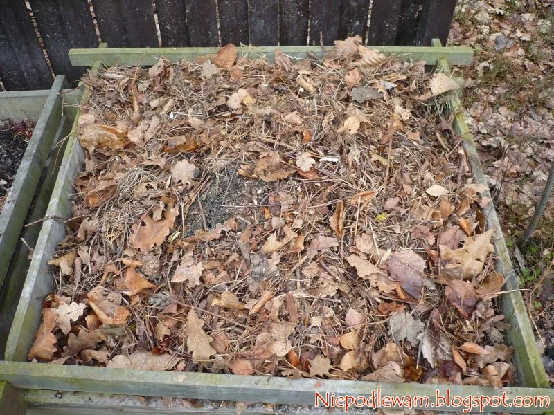Zdjęcie Czy liście winogron nadają się na kompost? Korzyści i zasady kompostowania