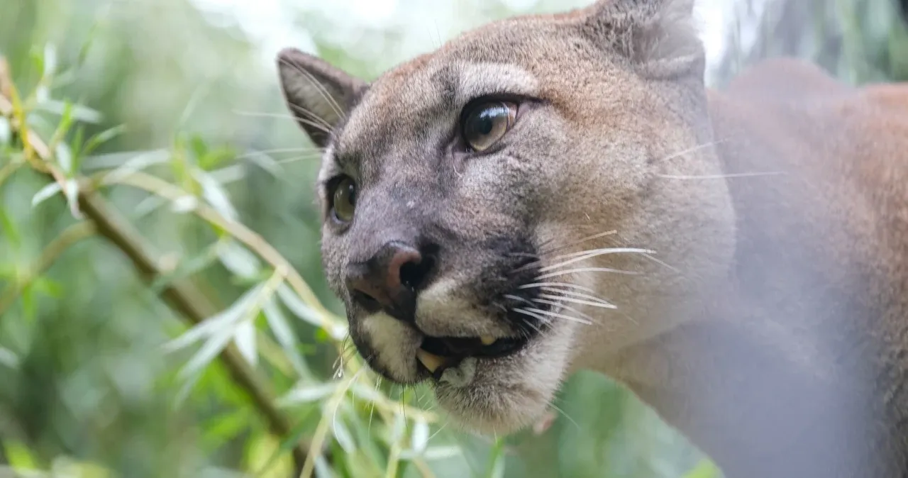 Zdjęcie Ile kosztuje puma z hodowli? Poznaj ukryte wydatki i wyzwania