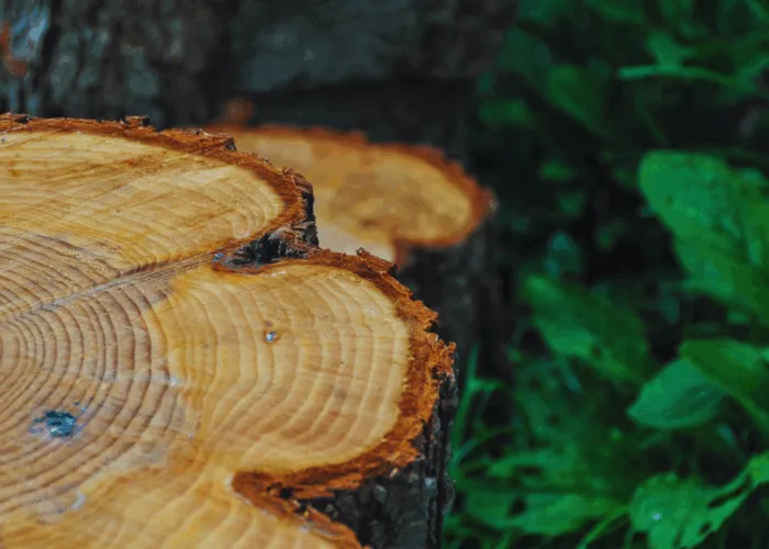 Zdjęcie Kara za wycinkę drzewa: Jak uniknąć lub zminimalizować?