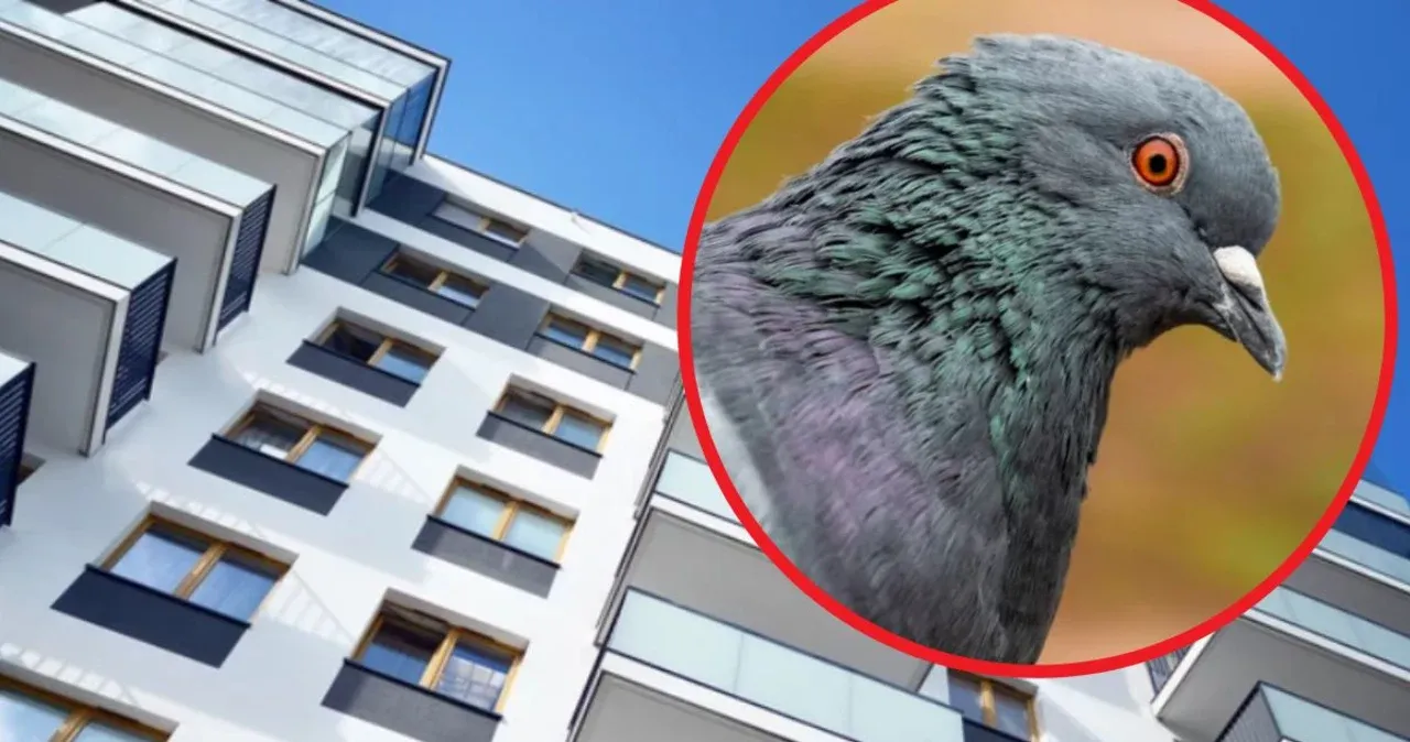 Zdjęcie Skuteczne domowe sposoby na odstraszenie gołębi z balkonu