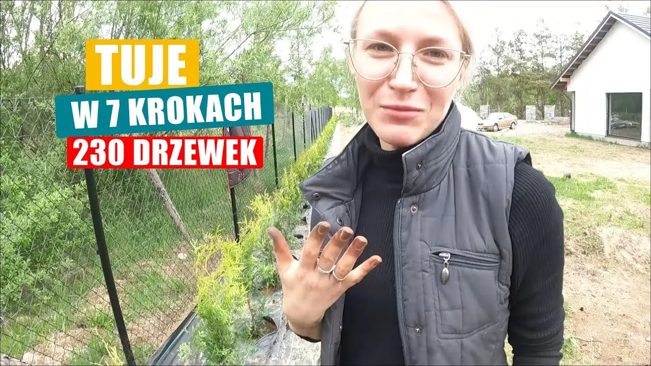 Zdjęcie Jak posadzić tuje - uniknij najczęstszych błędów i ciesz się efektem