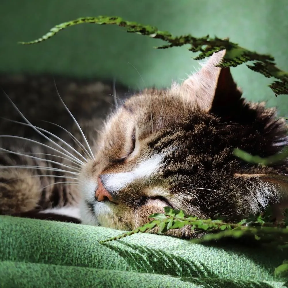 Zdjęcie Was hilft bei Katzen gegen Zecken? Effektive Methoden und Tipps
