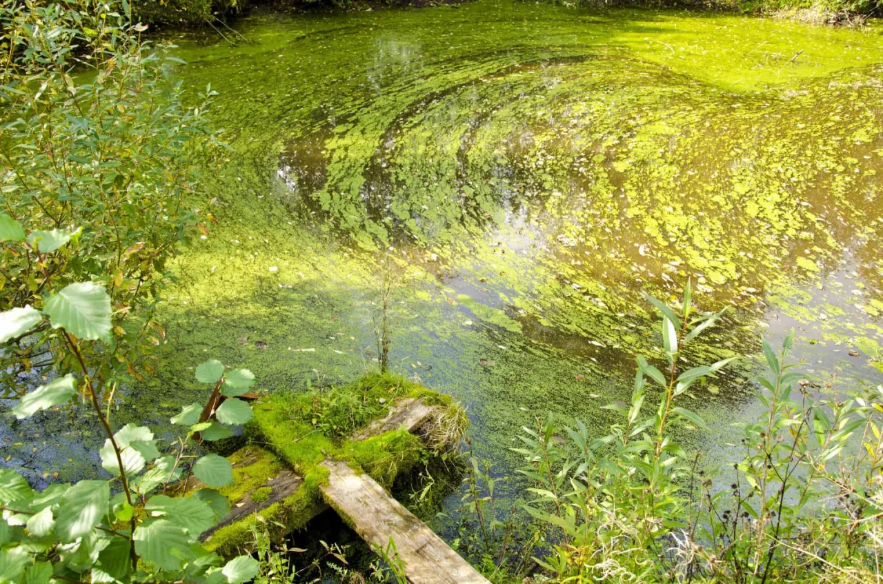 Zdjęcie Skuteczne sposoby jak usunąć glony z akwarium: 7 sprawdzonych metod
